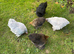 Pekin bantams hens