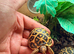 Indian star tortoise cb25