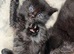 Litter trained independent and well pampered lap kittens