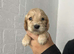 Show cocker spaniel puppies
