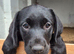 Labrador puppies