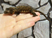 Chahouan Mossy Geckos at Birmingham Reptiles