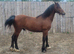 WELSH SECTION C BAY YEARLING COLT