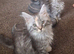 Female Mainecoon kitten for sale
