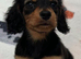 Stunning long hair miniature boys READY ON FRIDAY