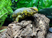 Proven Breeding Pair of Uromastyx Geyri at Birmingham Reptiles