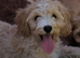 Stunning litter of red and champagne coloured cavapoos puppies