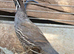 Various pairs of California quail