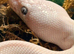 Beautiful blue eyed Lucy ****RARE****