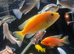 20+ Mbuna Cichlids