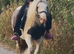 For sale henny 12.2hh cob mare