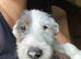 English bullterrier yorkie shitsu