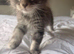 Adorable Full Breed Kittens Looking for Their Forever Homes
