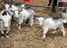 Castrated dehorned Pygmy goat kids