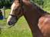 Stunning 2yo section A gelding