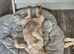 Labrador cross puppies for sale