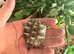 Herman hatchlings