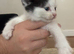 Beautiful fluffy mixed kittens - 1 LEFT