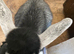 Two Beautiful Pygmy Goat Kids For Sale