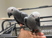 Baby Handreared Tame Male African Grey Parrot