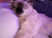 Ragdoll Female Kitten Blue Eyes