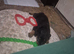 Male rottweiler