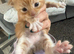 Maincoon mix