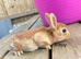 ️️4 week old mini Rex️