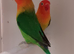 Split ino Fischer's lovebirds