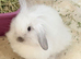 Double Maned Lionheads READY NOW