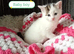 Ginger and other gorgeous kittens ready now