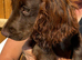 beautiful chocolate brown sprocker puppy’s