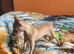 Beautiful Miniature Pinscher Boy