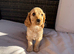F1 Cockapoo Puppies
