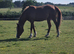Stunning Chestnut Arab Gelding.