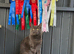 Mainecoon stud!