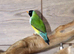 Gouldian Finches male female,10