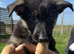 German Shepherd Puppies for sale