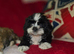Lhasa apso/shih tzu