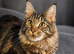 Male Maine coon