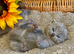 ALL RESERVED EXCEPTIONAL QUALITY PURE BREED BSH