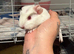 Two baby boy guinea pigs