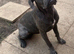 9 month old cane corso bitch