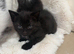 Kittens for sale