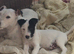 **Reduced as last 1!**Gorgeous little Jack russel puppies
