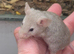 Baby mice available