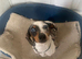 Merle miniature dachshund