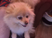 Female orange and cream pomerainian kc registered