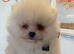 Beautiful Snow White Pomeranian puppies