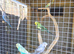 Budgies